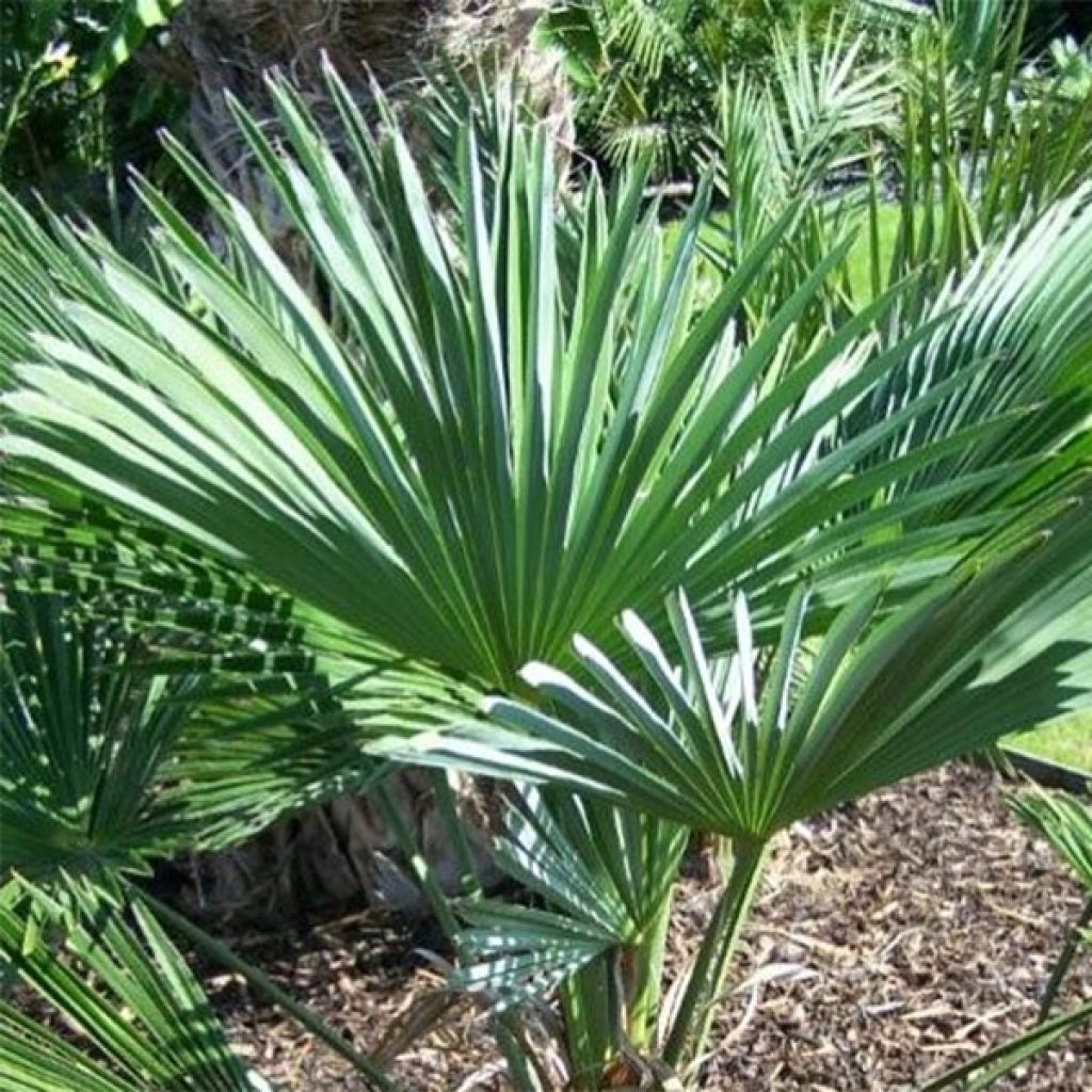 Trachycarpus wagnerianus - Dwarf Chusan Palm