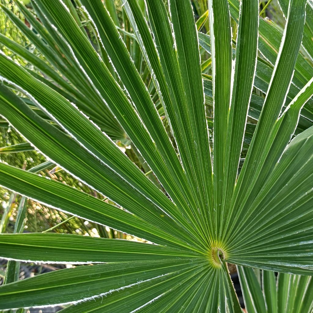 Trachycarpus wagnerianus - Dwarf Chusan Palm