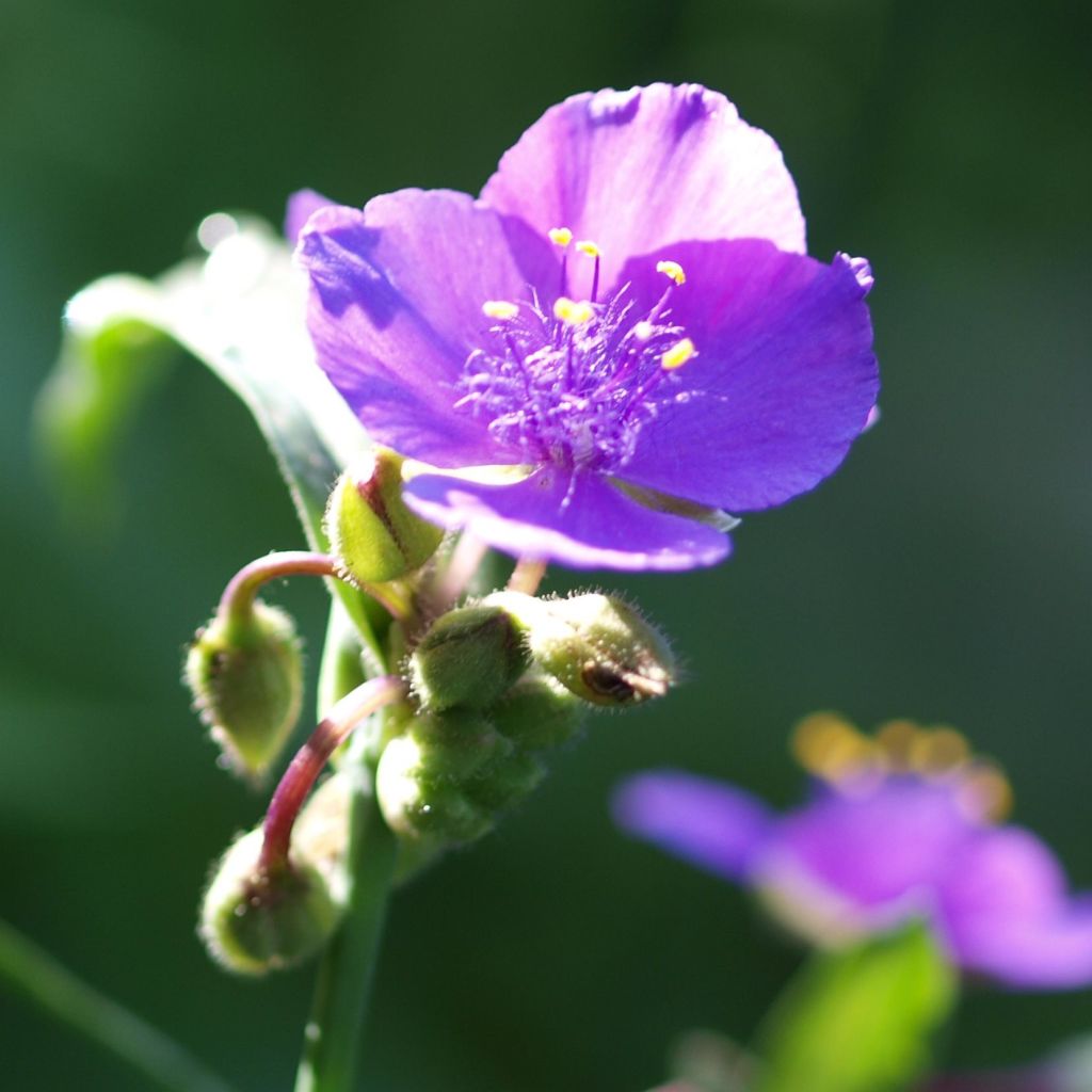 Tradescantia Karminglut - Spiderwort