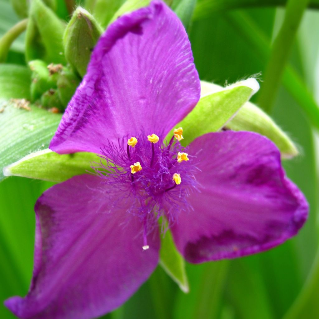 Tradescantia Karminglut - Spiderwort