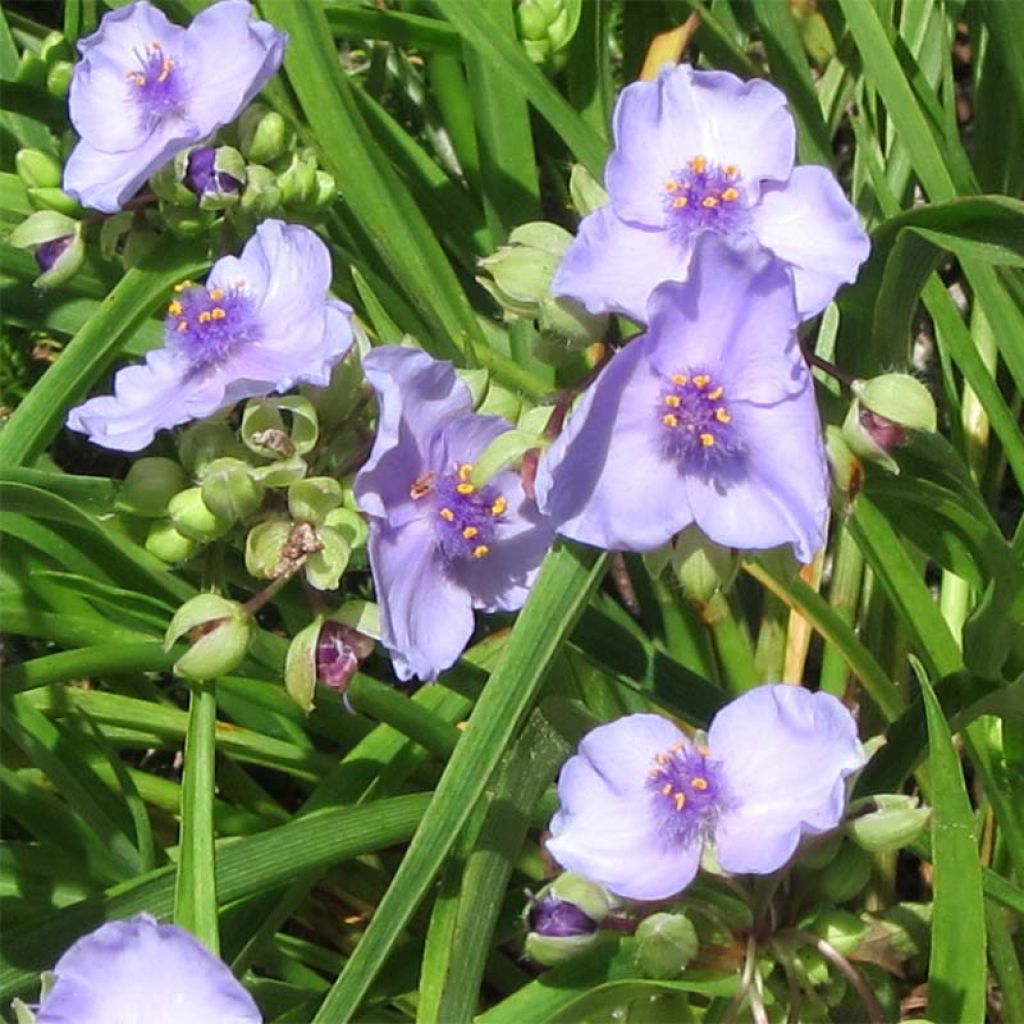 Tradescantia andersoniana Little Doll - Spiderwort