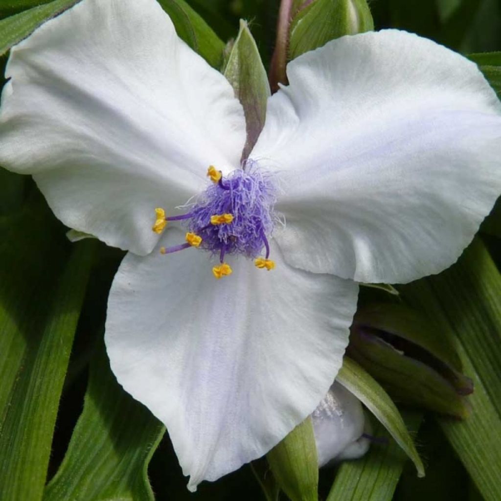 Tradescantia x andersoniana 'Osprey'