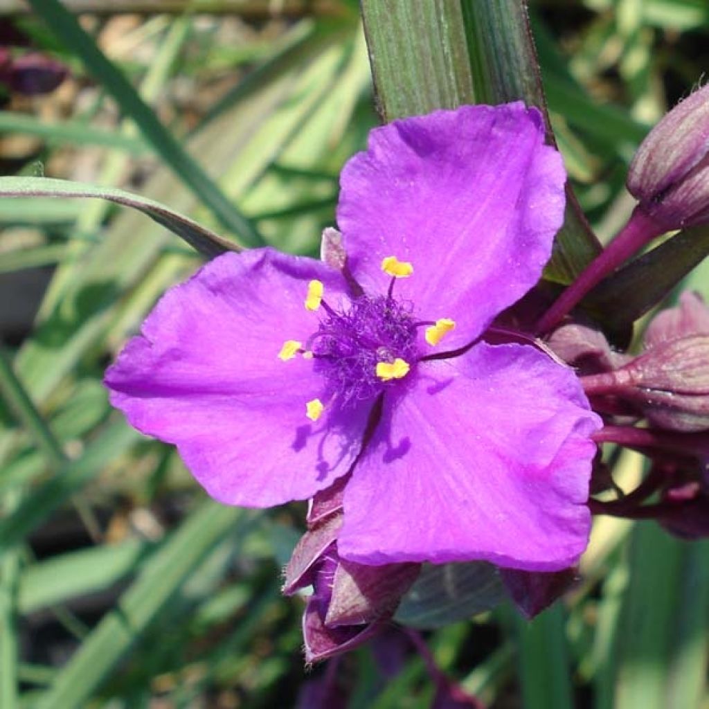 Tradescantia x andersoniana Concord Grape