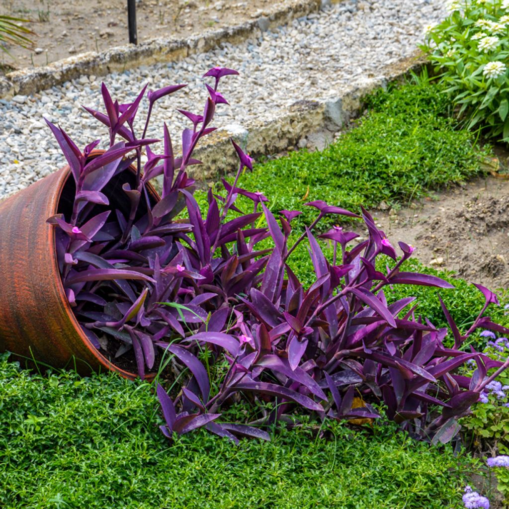 Tradescantia pallida Purple Heart - purple-heart spiderwort