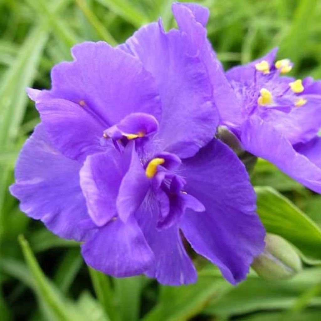 Tradescantia andersoniana Zwanenburg Blue - Spiderwort