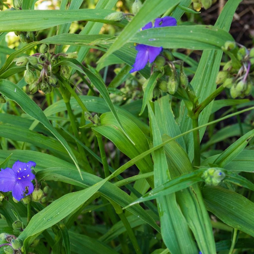 Tradescantia andersoniana Zwanenburg Blue - Spiderwort