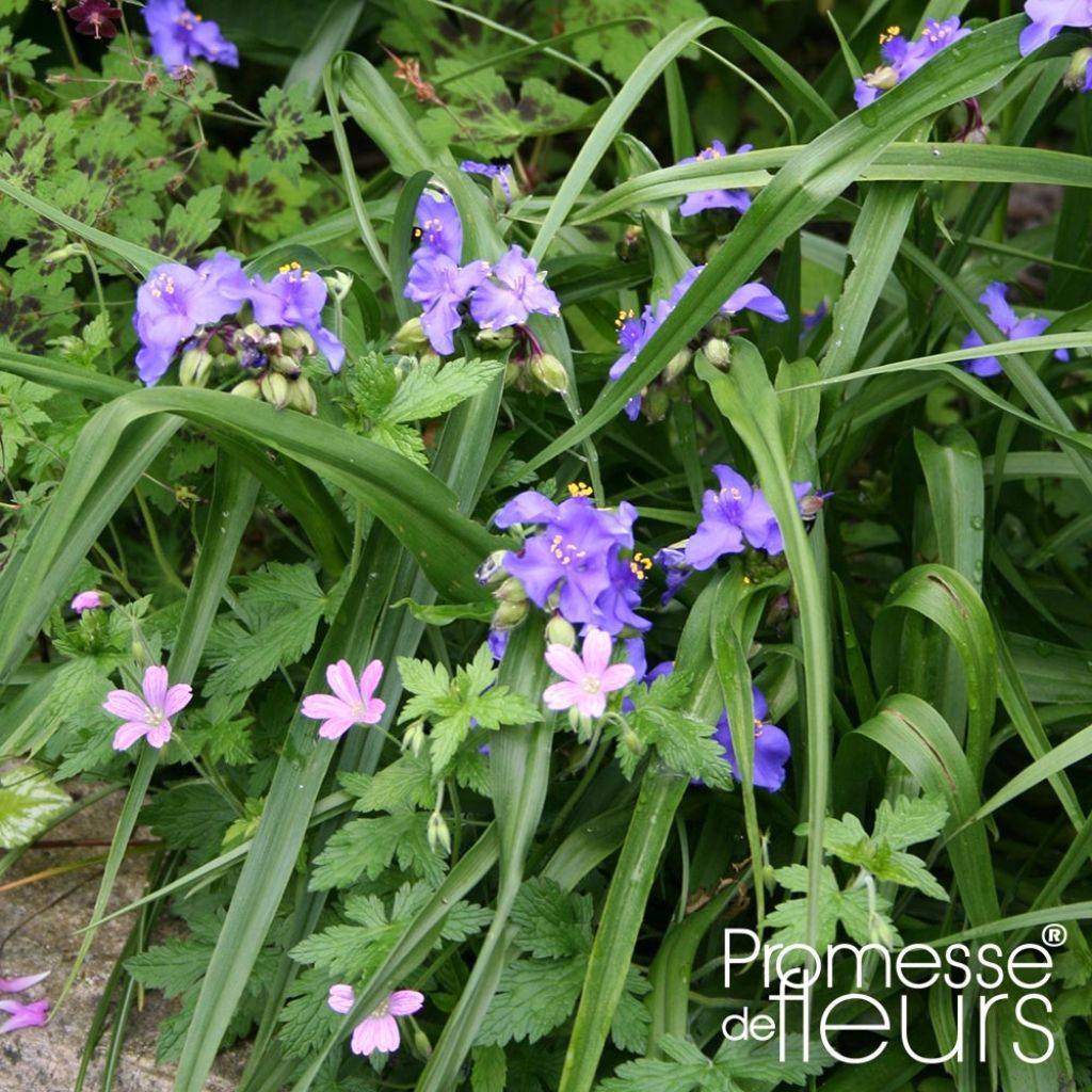 Tradescantia andersoniana Zwanenburg Blue - Spiderwort