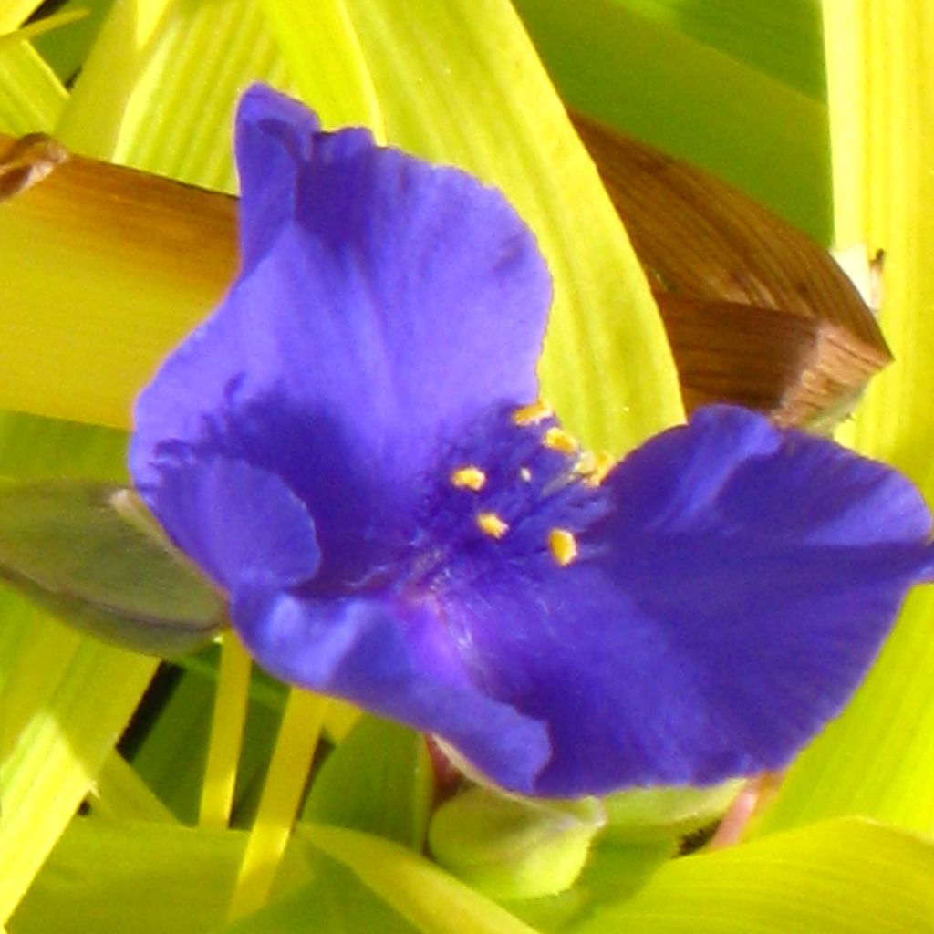 Tradescantia Sweet Kate - Spiderwort