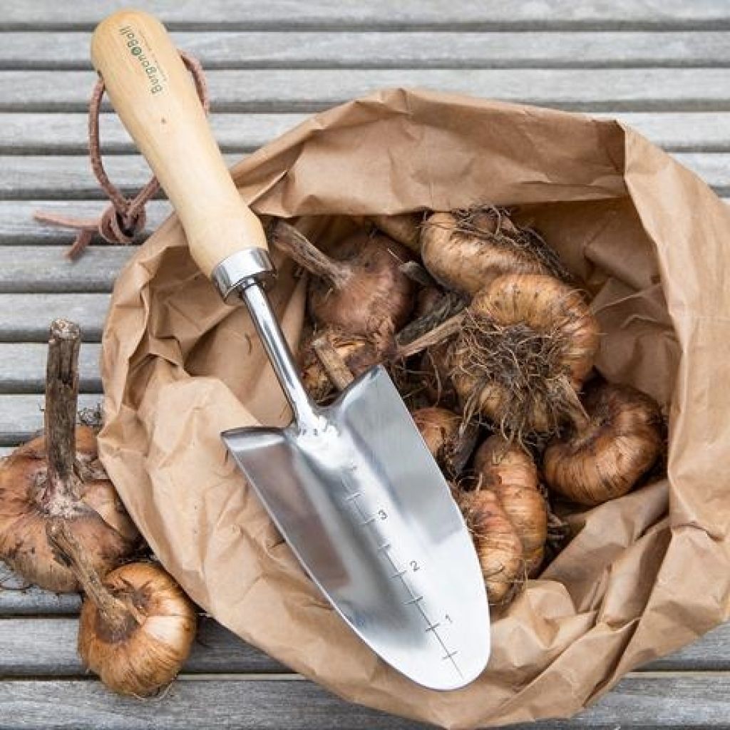Burgon & Ball Graduated Transplanter - RHS Range