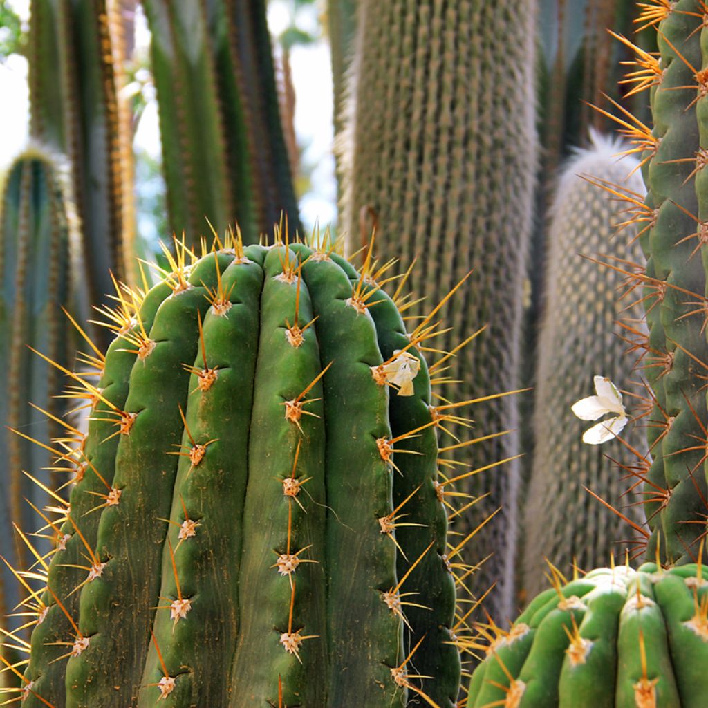 Trichocereus terscheckii  - Cactus