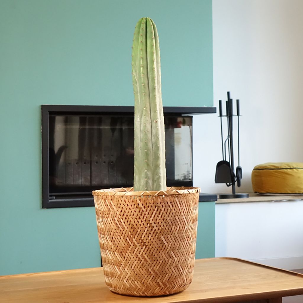 San Pedro cactus - Trichocereus pachanoi