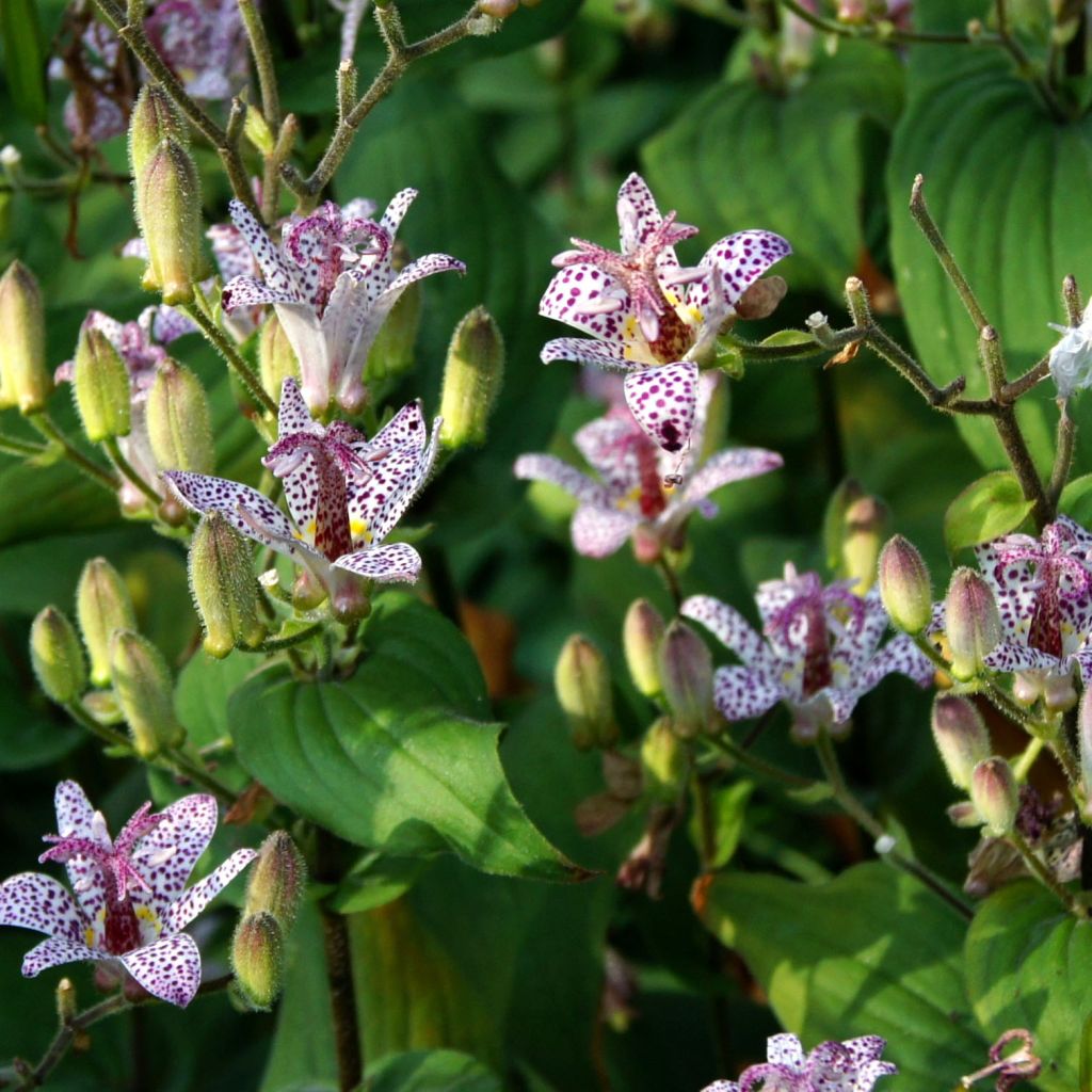 Tricyrtis formosana - Toad Lily