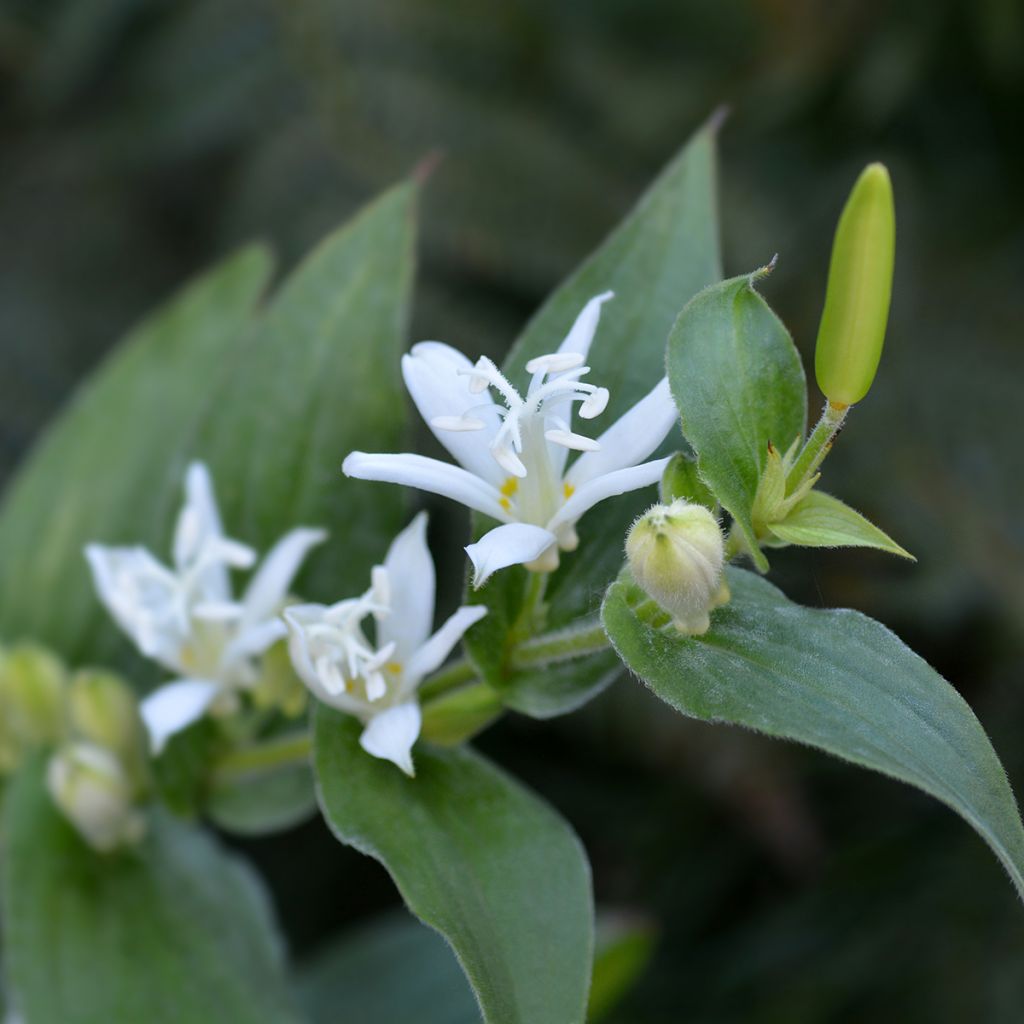 Tricyrtis hirta Alba - Toad Lily