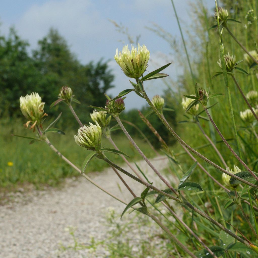 Trifolium ochroleucon - Sulphur Clover