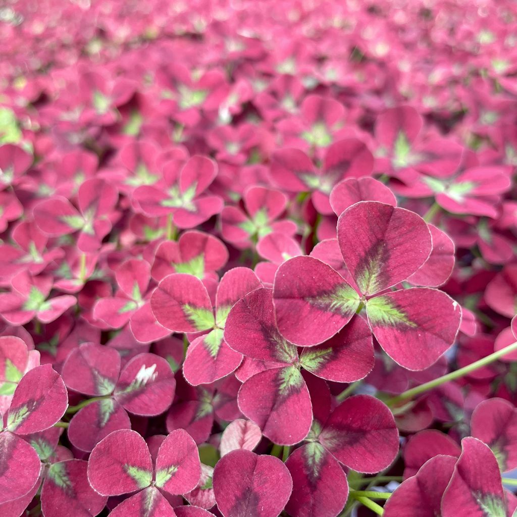 Trifolium repens Angel Clover Beauty - Clover