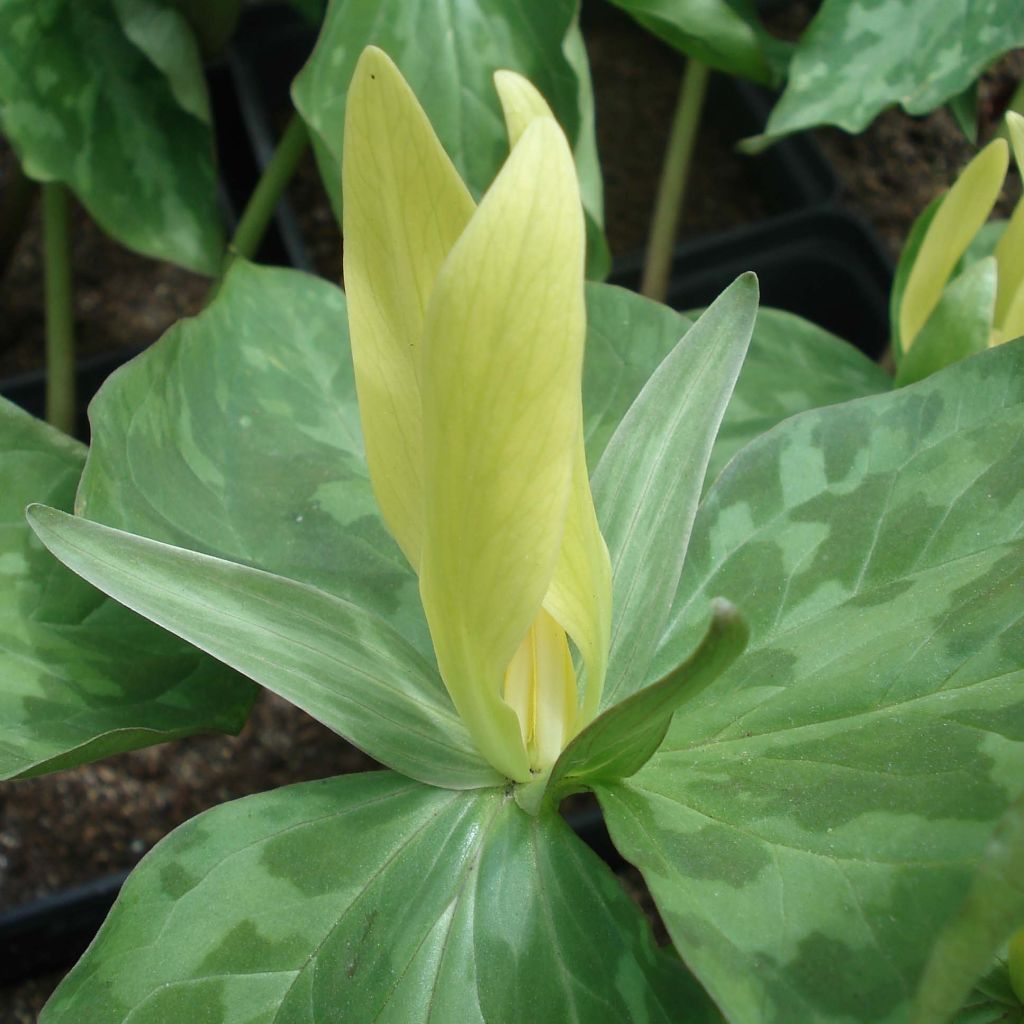Trillium luteum