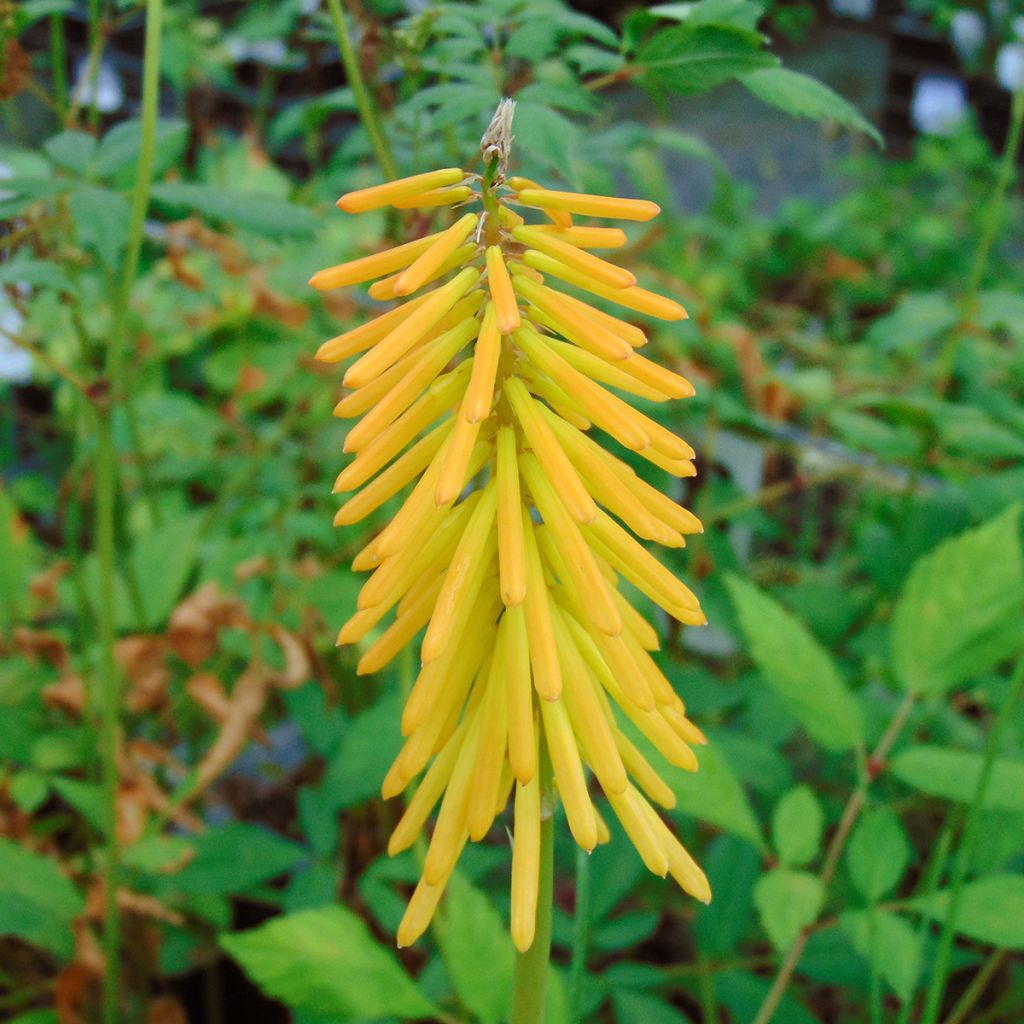 Kniphofia Mango Popsicle - Red Hot Poker