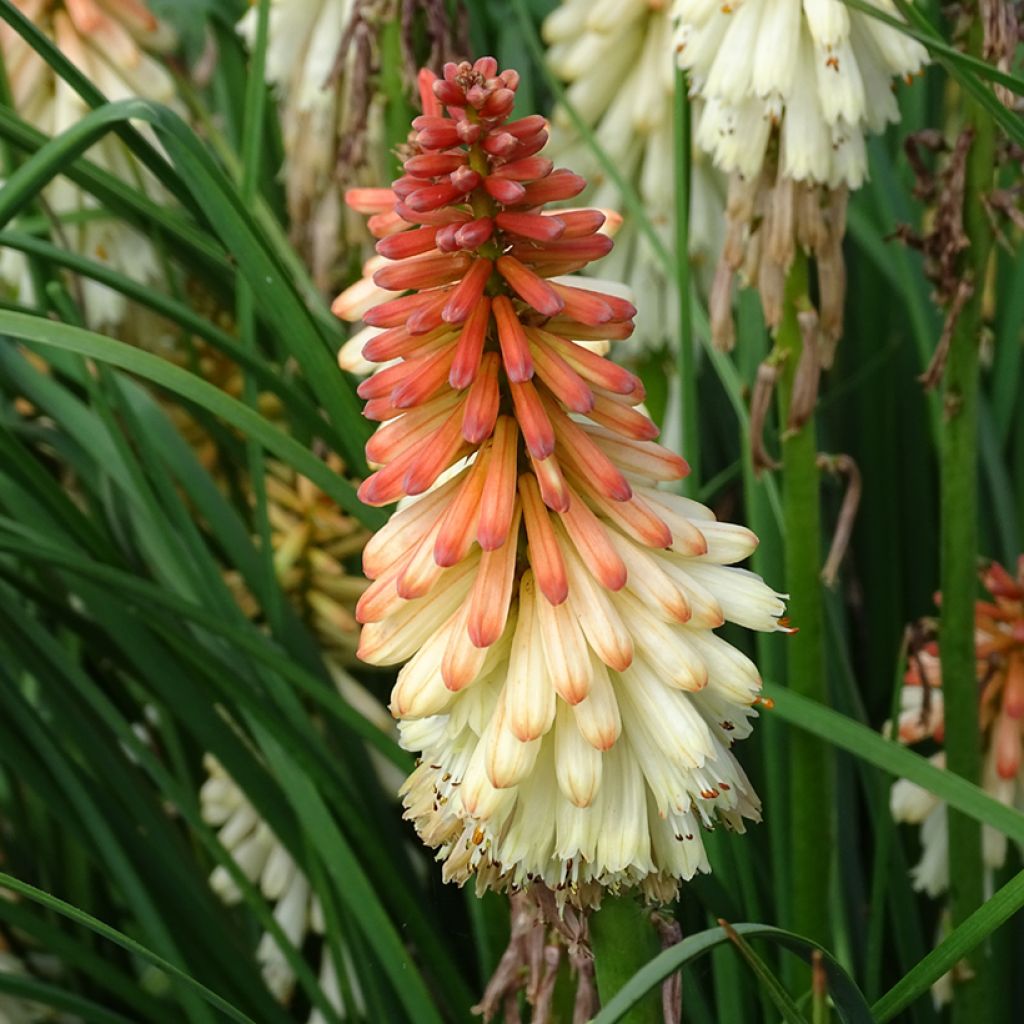 Kniphofia uvaria Orange Vanilla Popsicle - Red Hot Poker