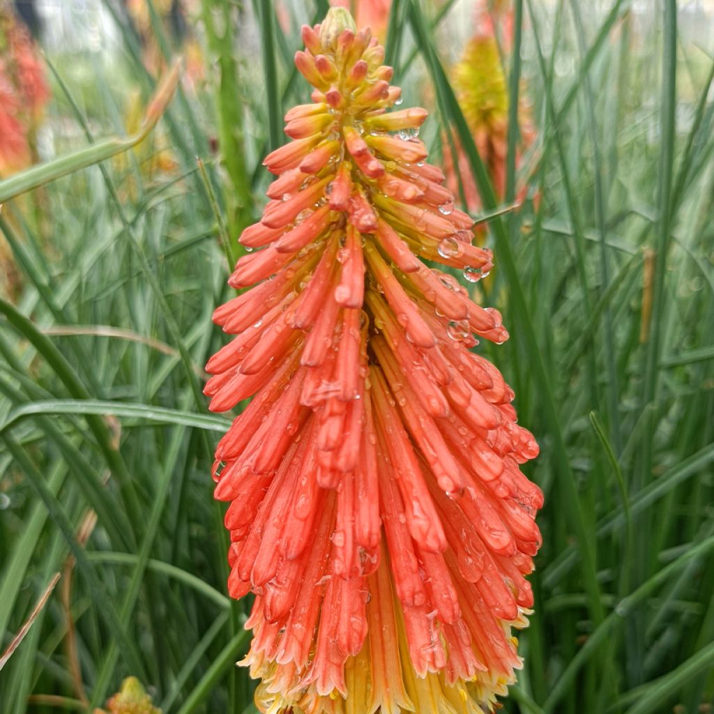 Kniphofia uvaria Papaya Popsicle - Red Hot Poker