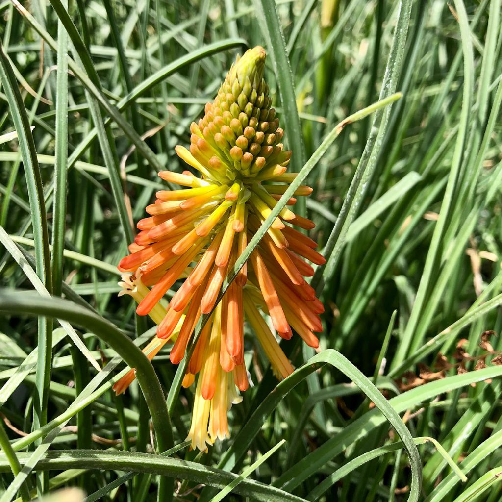 Kniphofia uvaria Papaya Popsicle - Red Hot Poker