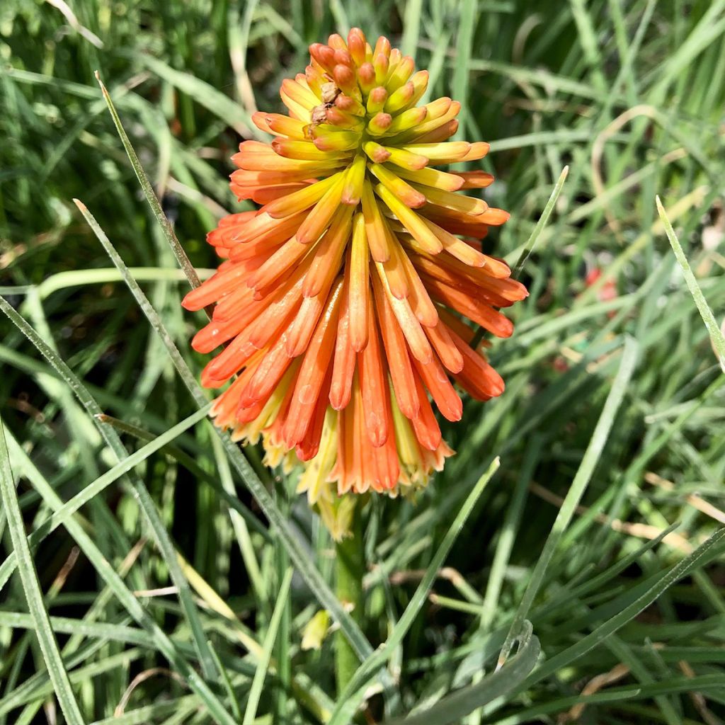Kniphofia uvaria Papaya Popsicle - Red Hot Poker