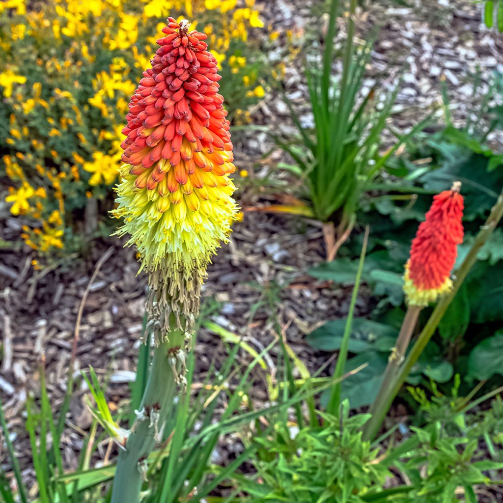 Kniphofia Traffic Lights - Red Hot Poker