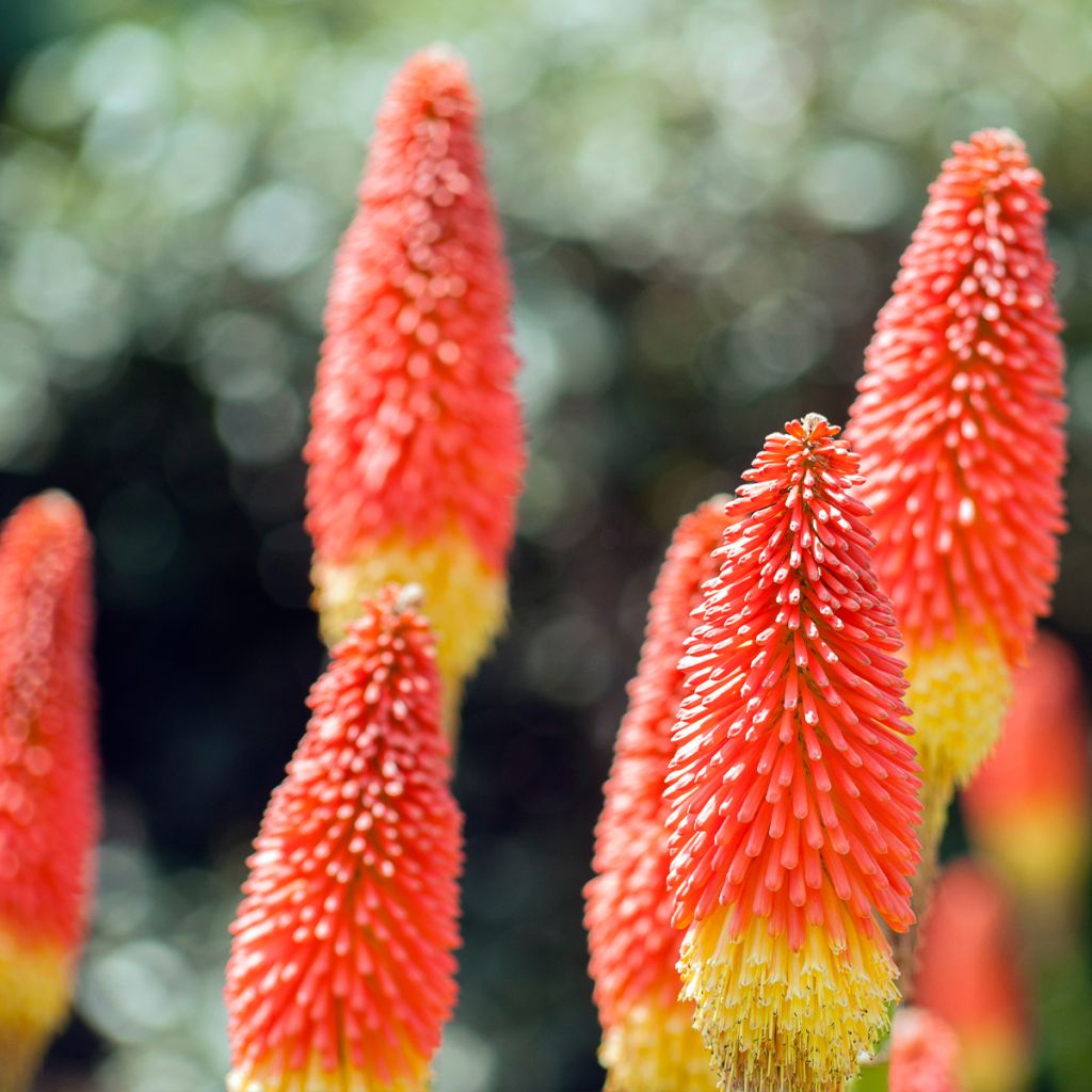 Kniphofia Traffic Lights - Red Hot Poker