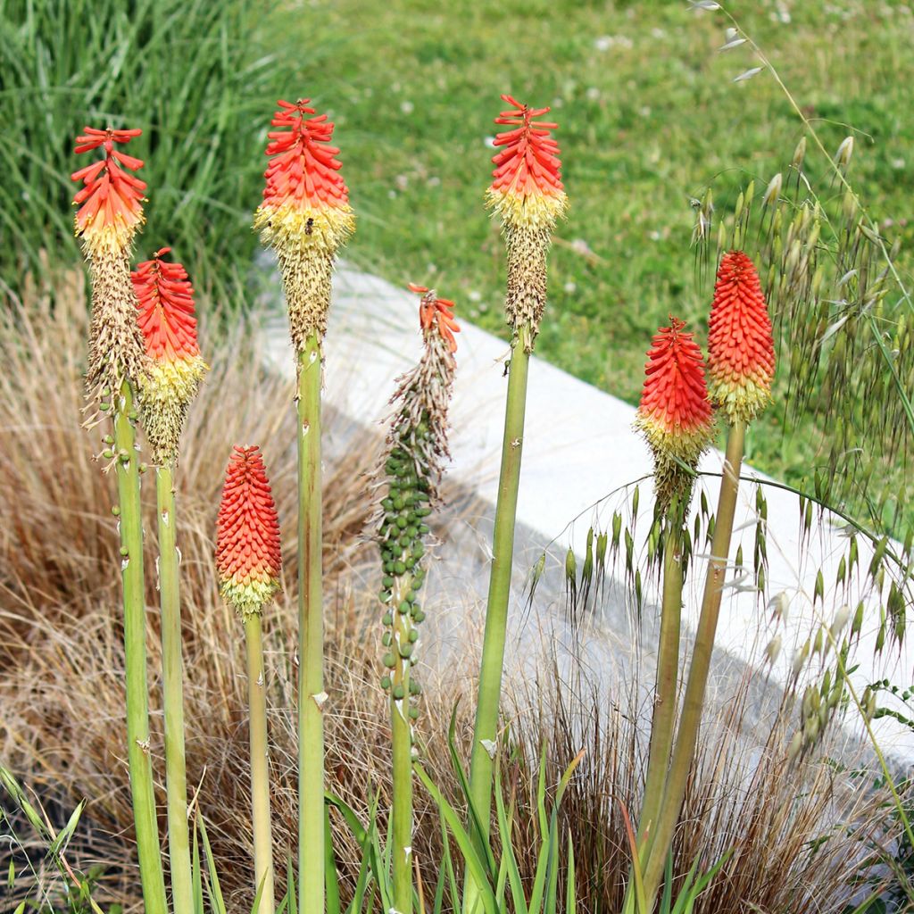 Kniphofia Traffic Lights - Red Hot Poker
