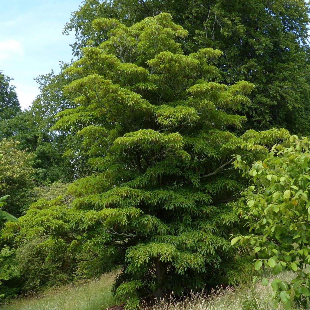 Trochodendron aralioides