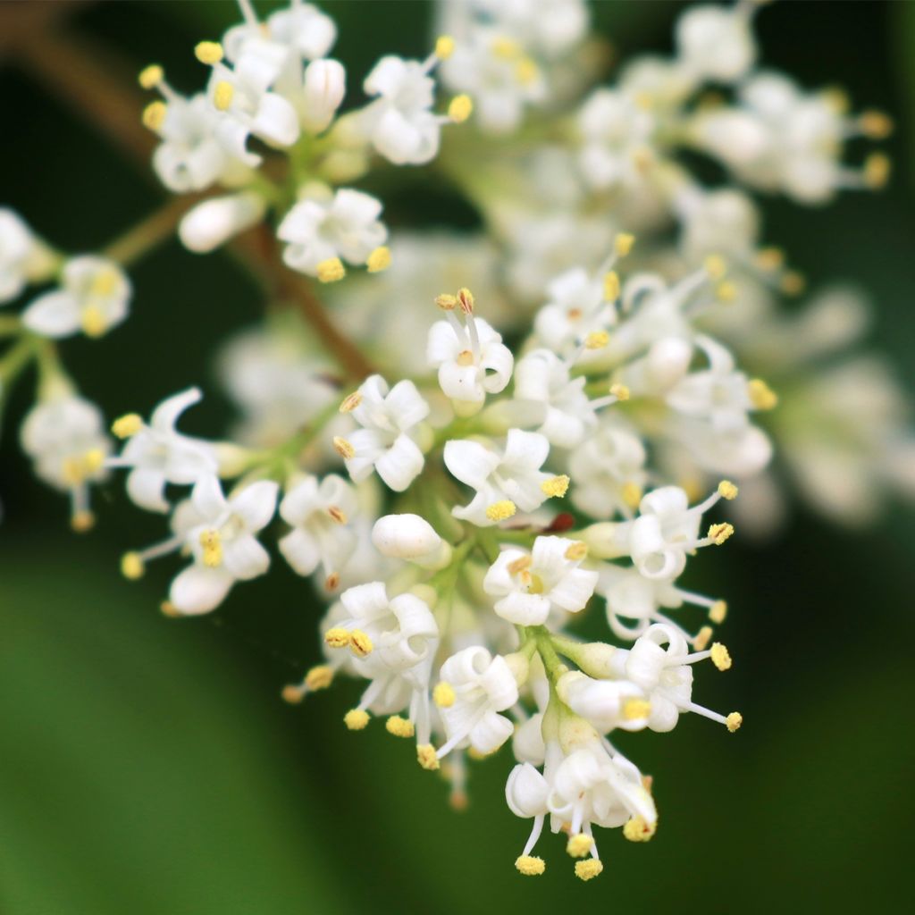 Ligustrum japonicum - Japanese Privet