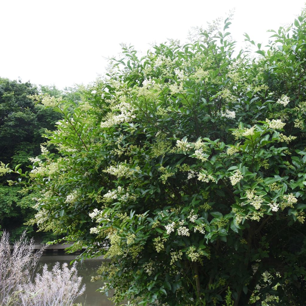 Ligustrum japonicum - Japanese Privet