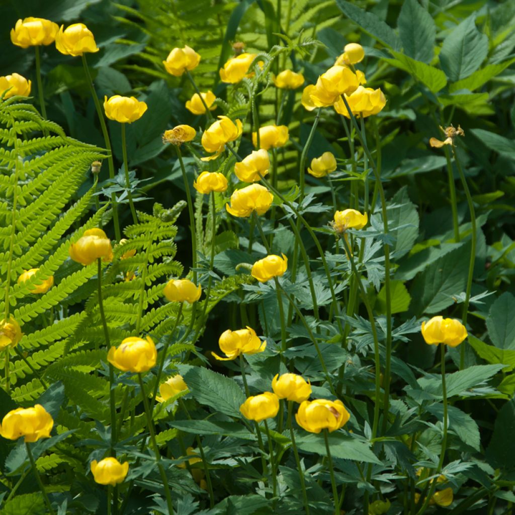 Trollius europaeus Lemon Supreme