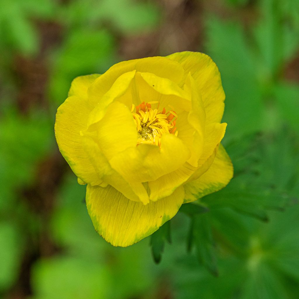 Trollius europaeus Lemon Supreme
