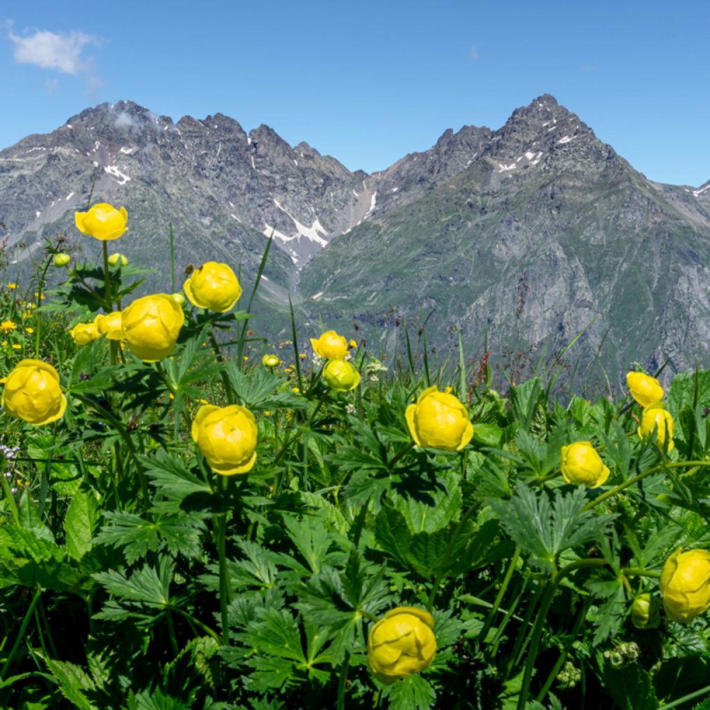 Trollius europaeus Lemon Supreme