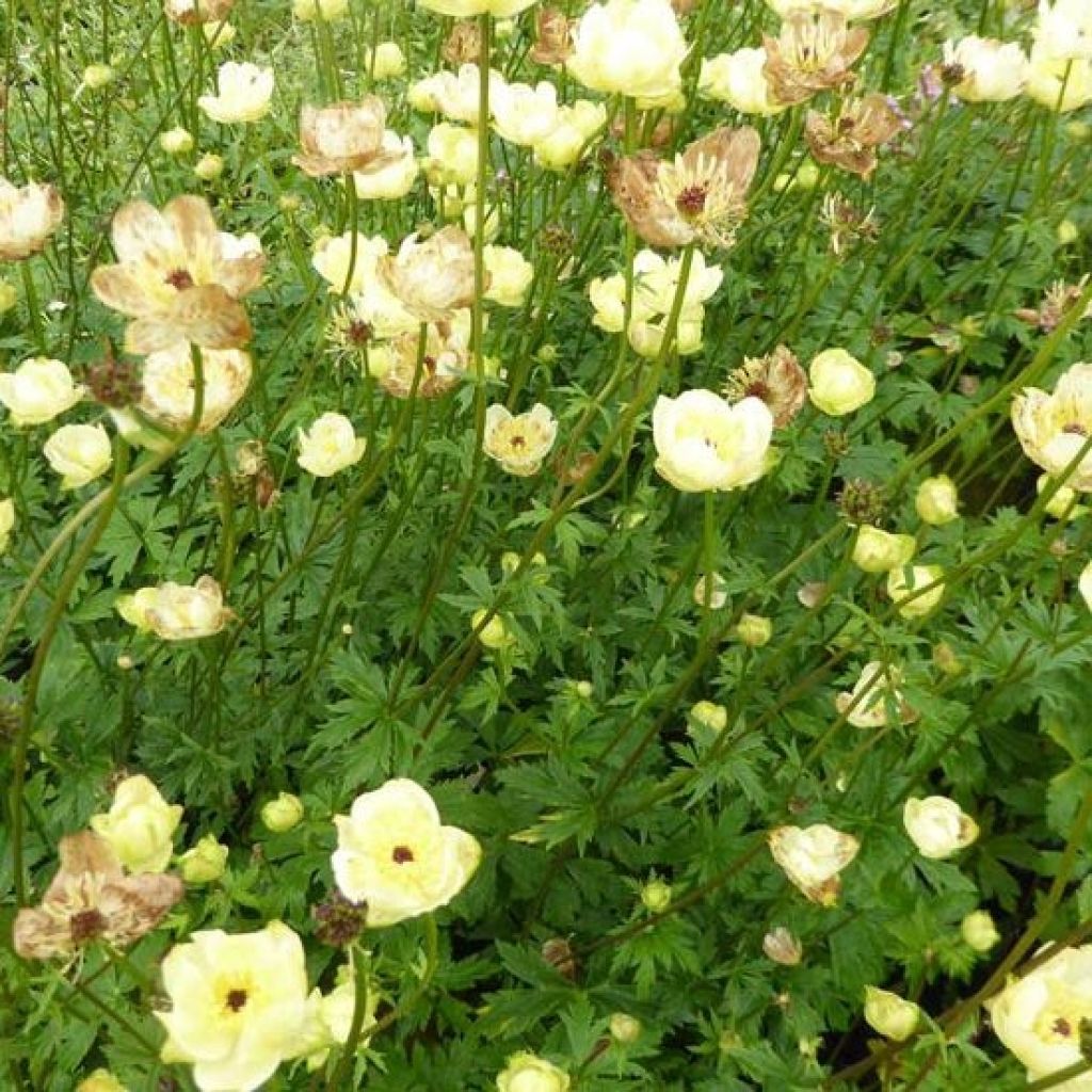 Trollius x cultorum Cheddar