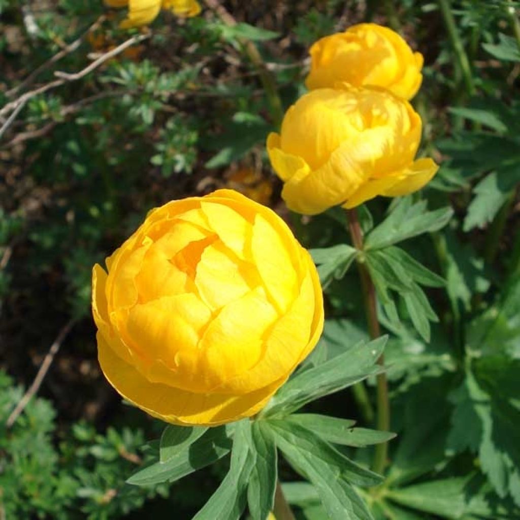 Trollius europaeus 
