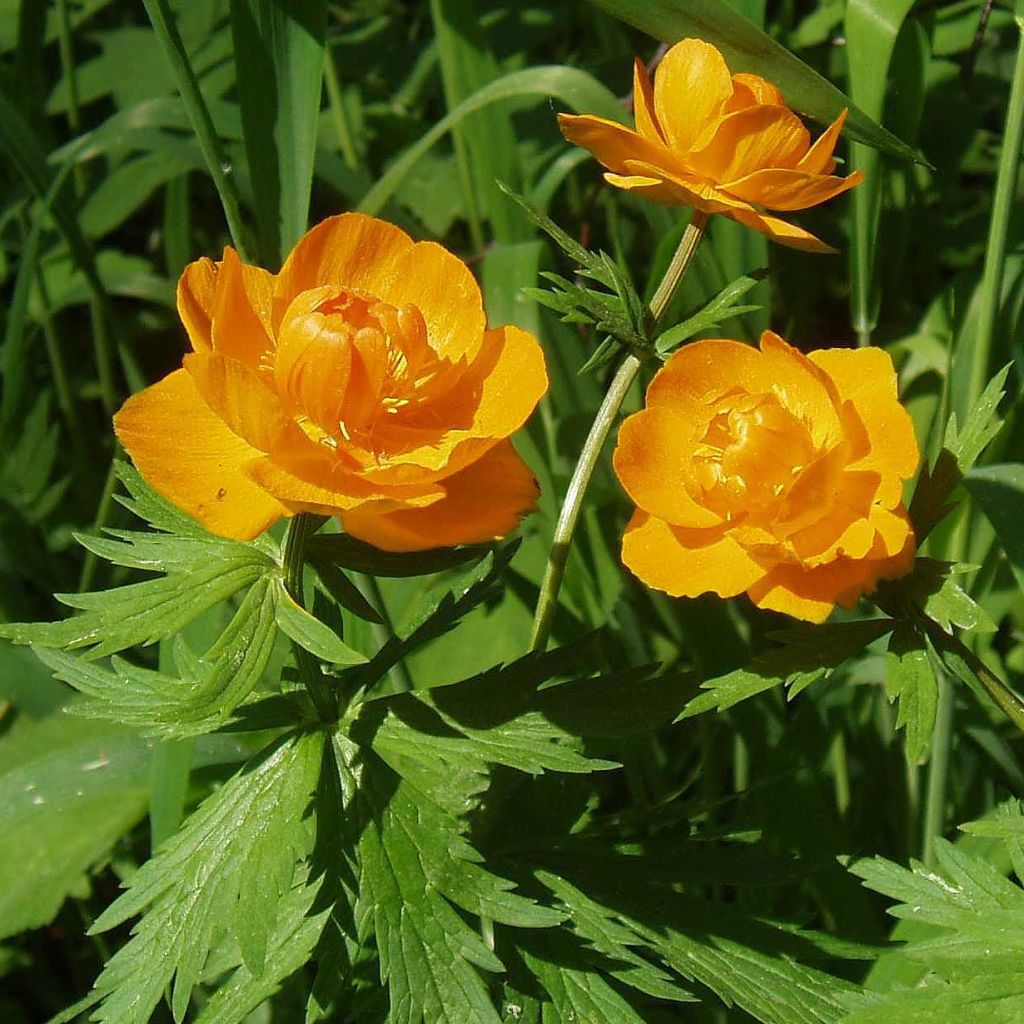 Trollius asiaticus 