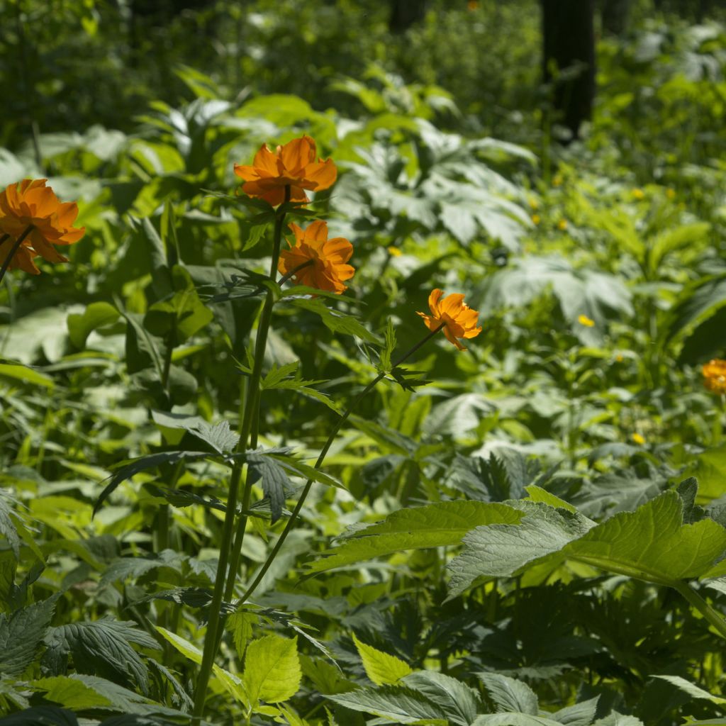 Trollius asiaticus 
