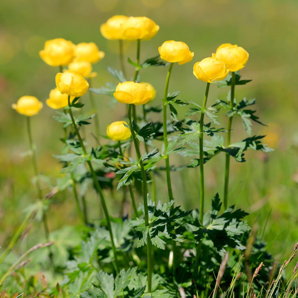 Trollius europaeus 