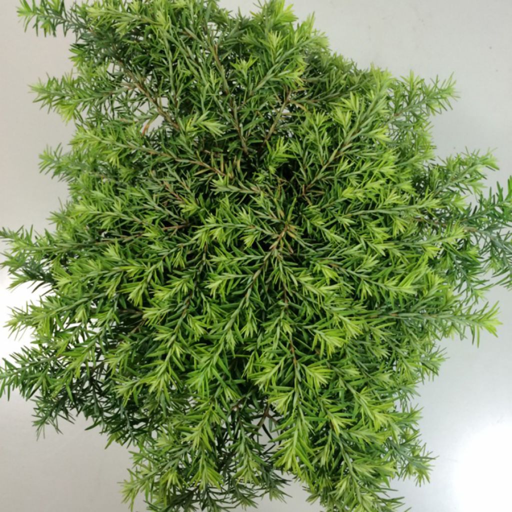 Tsuga canadensis Jeddeloh - Eastern Hemlock