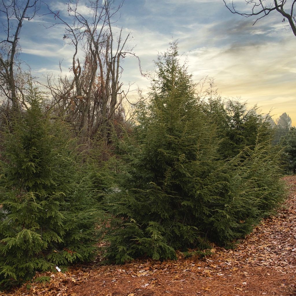 Tsuga canadensis - Eastern Hemlock