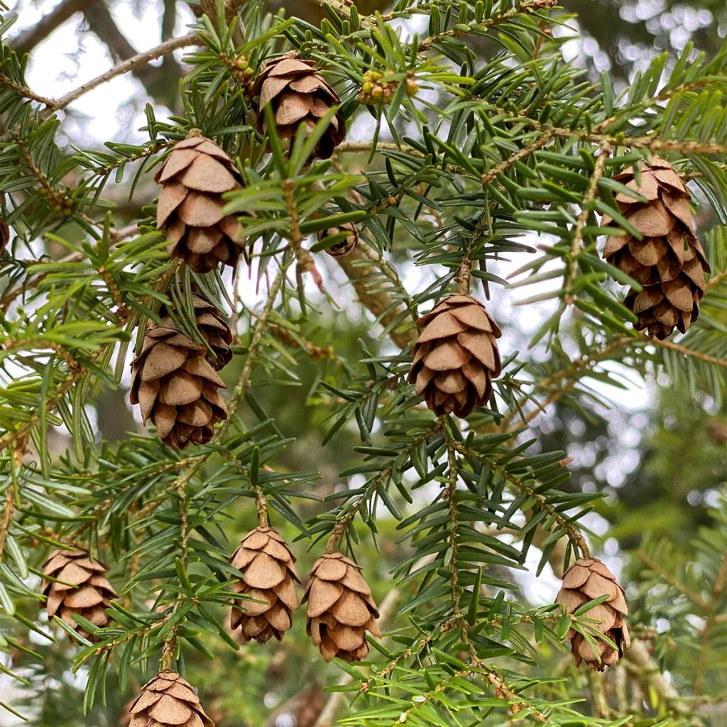 Tsuga canadensis - Eastern Hemlock