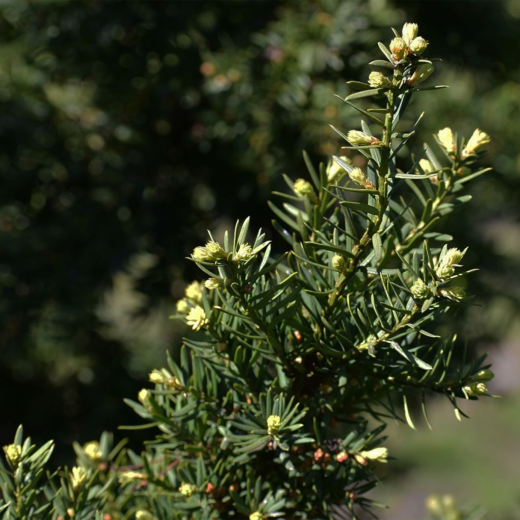 Tsuga canadensis - Eastern Hemlock