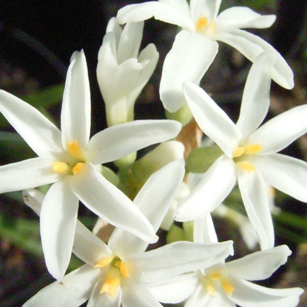 Tulbaghia violacea Savannah Lightning