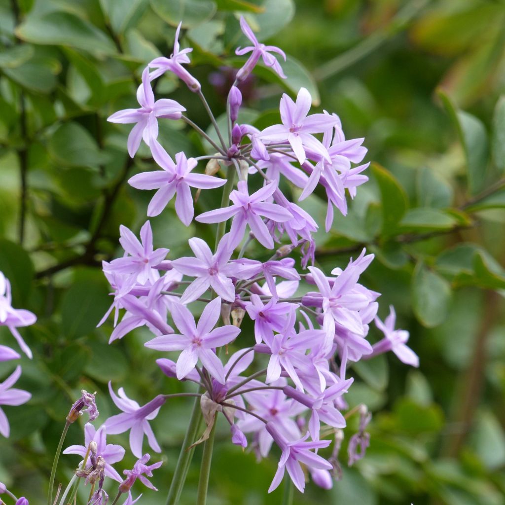 Tulbaghia violacea - Society Garlic