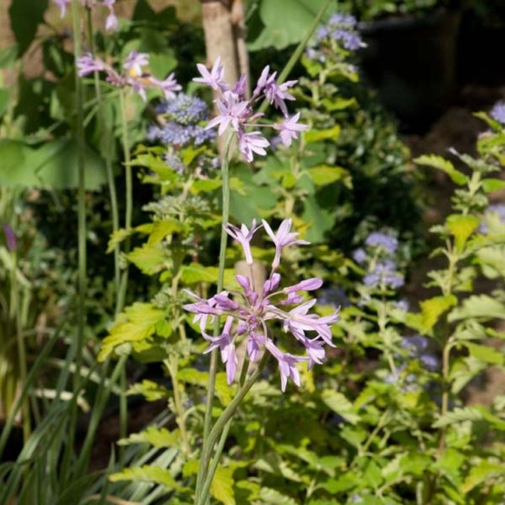 Tulbaghia violacea Silver Lace - Society Garlic