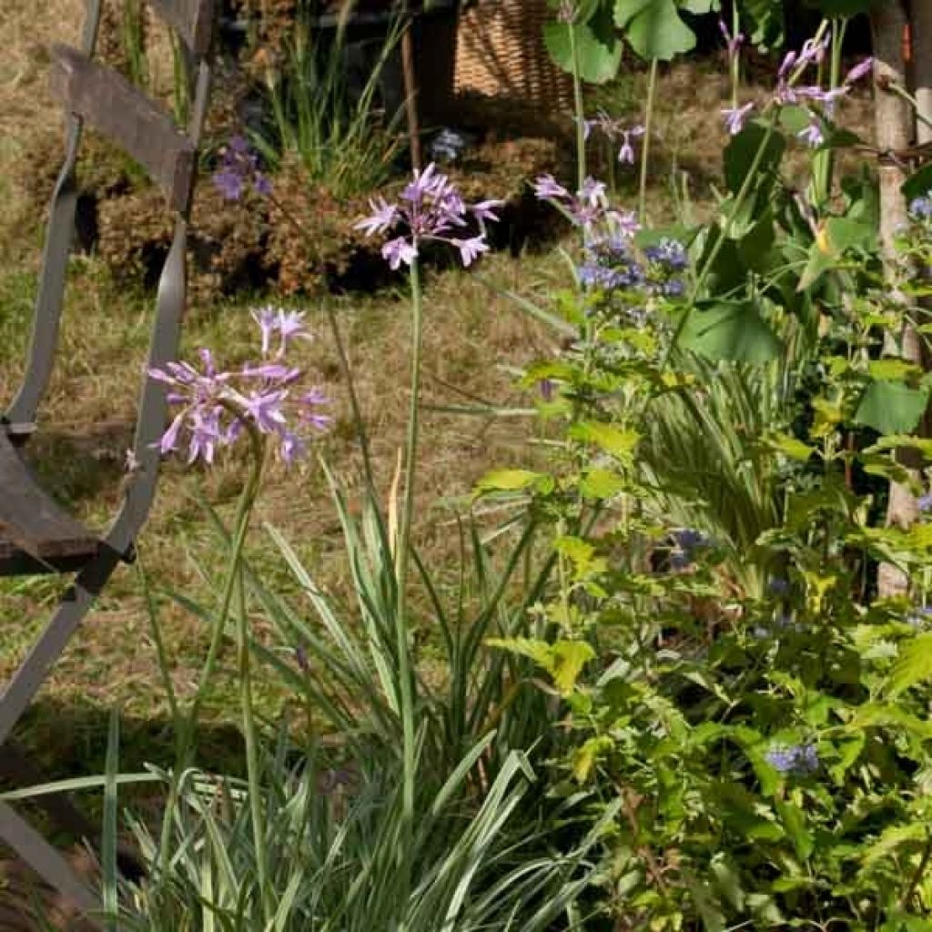 Tulbaghia violacea Silver Lace - Society Garlic