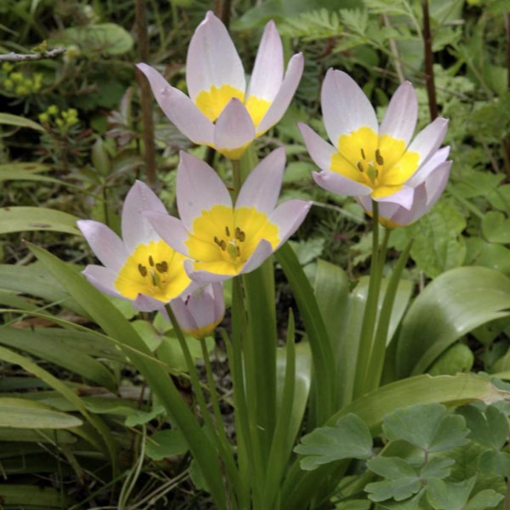 Tulipa bakeri Lilac Wonder