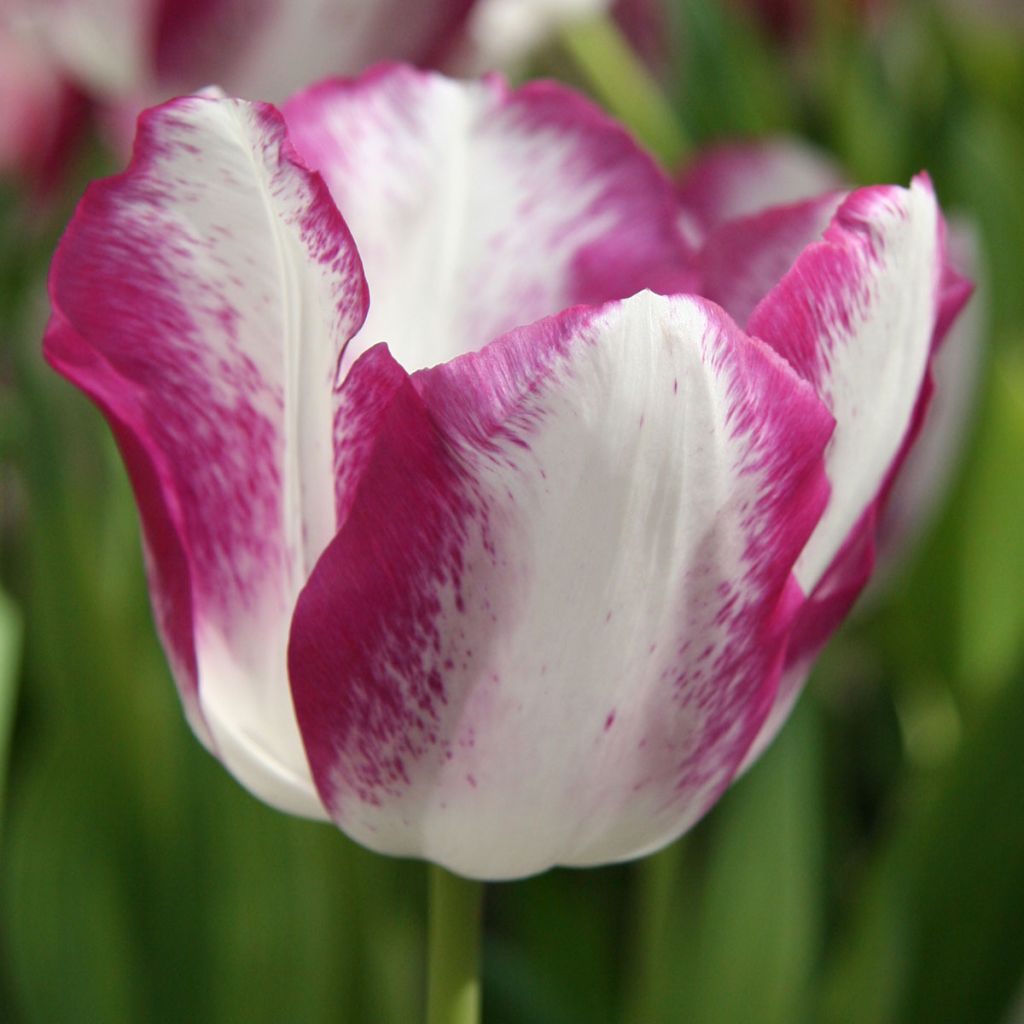 Tulipa Affaire