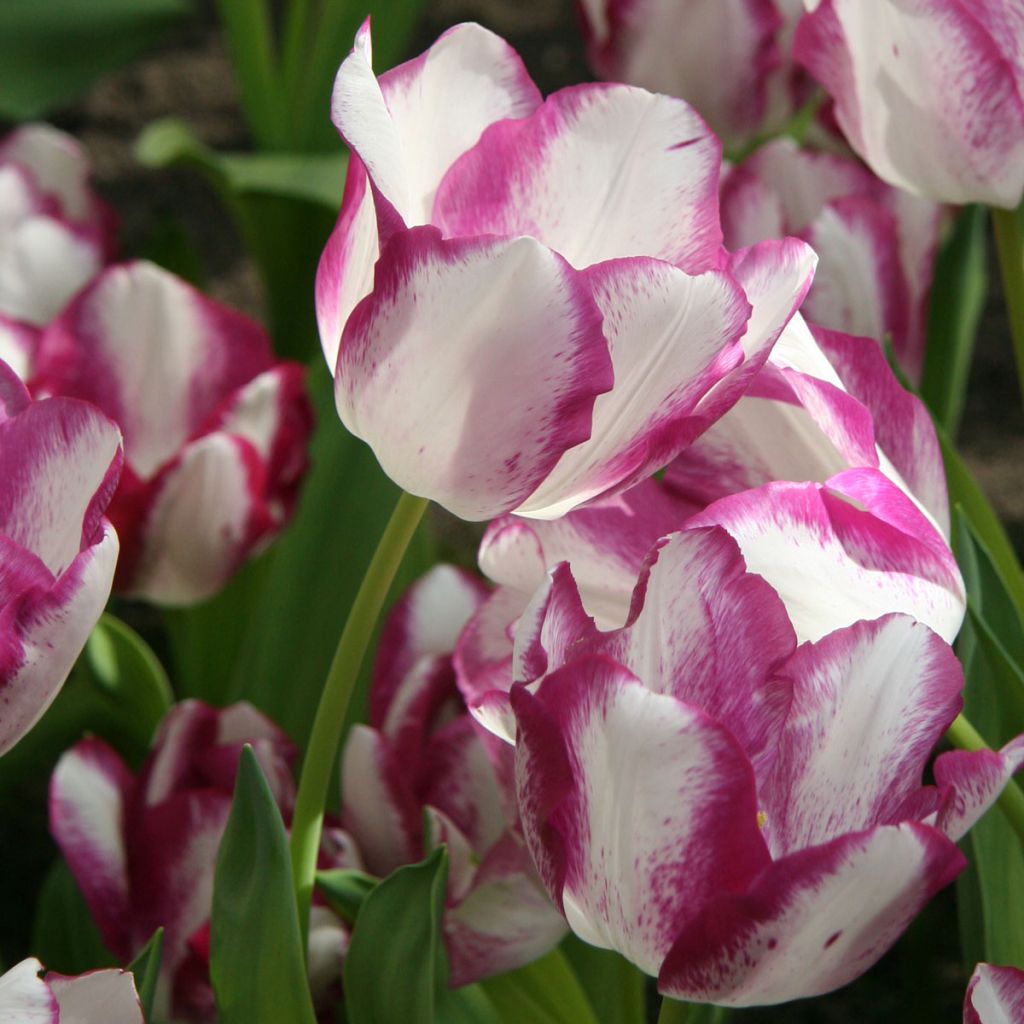Tulipa Affaire